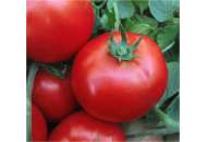 ЦРХ 31010 F1 (CRX 31010 F1) - томат детерминантный, 1 000 семян, Agri Saaten (Агри Заатен) Германия  фото, цена